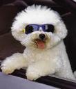white-poodle-shades.jpg
