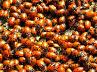 ladybugs-200