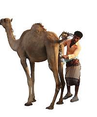 CamelUrin