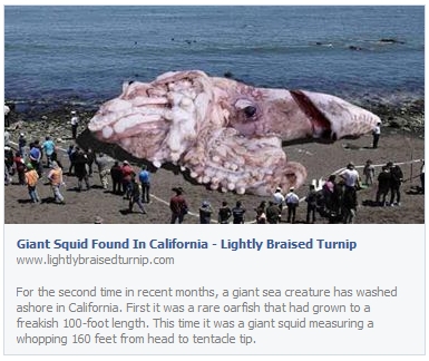 giant-squid-found-in-california